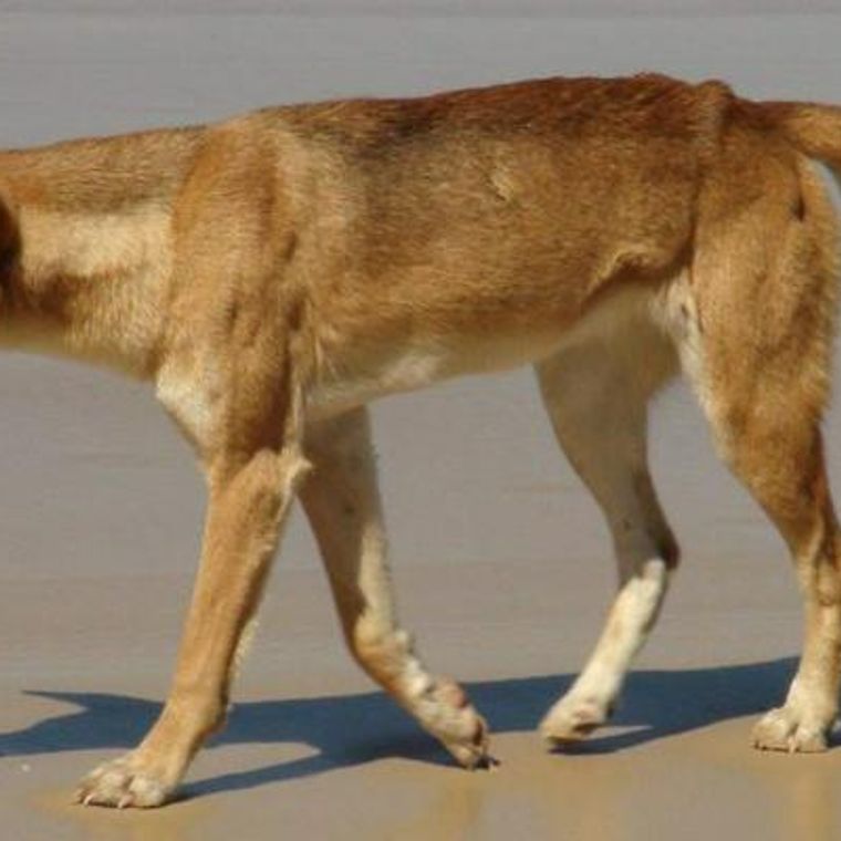 ディンゴは犬じゃない オーストラリアの 野犬 ディンゴの性格 歴史などを解説 ペトコト