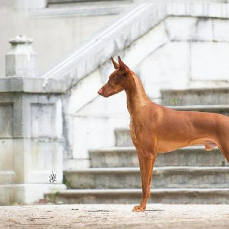 ファラオハウンドの飼い方 日本では登録数8匹 謎の多い希少犬 ペトコト
