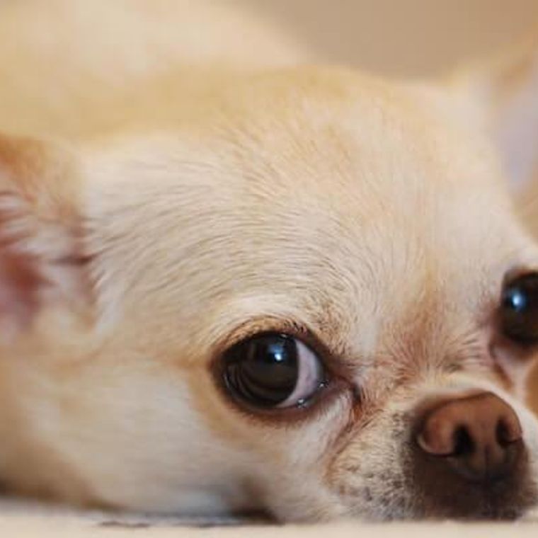 犬の鼻血は要注意 考えられる原因 病気 対処法などを獣医師が解説 ペトコト