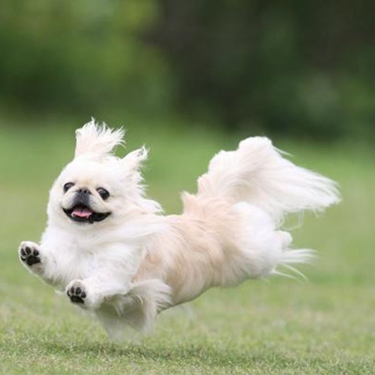 愛犬が空を飛ぶ 飛行犬 とは 全国の撮影所や撮り方 注意点を解説 ペトコト 愛犬が空を飛ぶ 飛行犬 とは 全国の撮影所や撮り方 注意点を解説 ペトコト