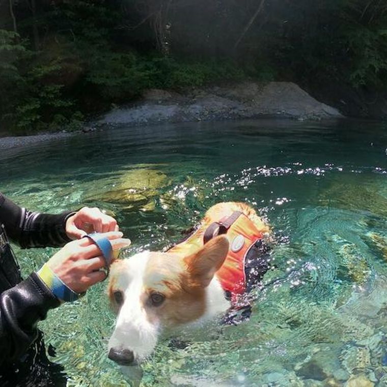 犬とリバーウォークは最高に楽しい 暑い夏に楽しめる川遊びの魅力やスポットを紹介 ペトコト