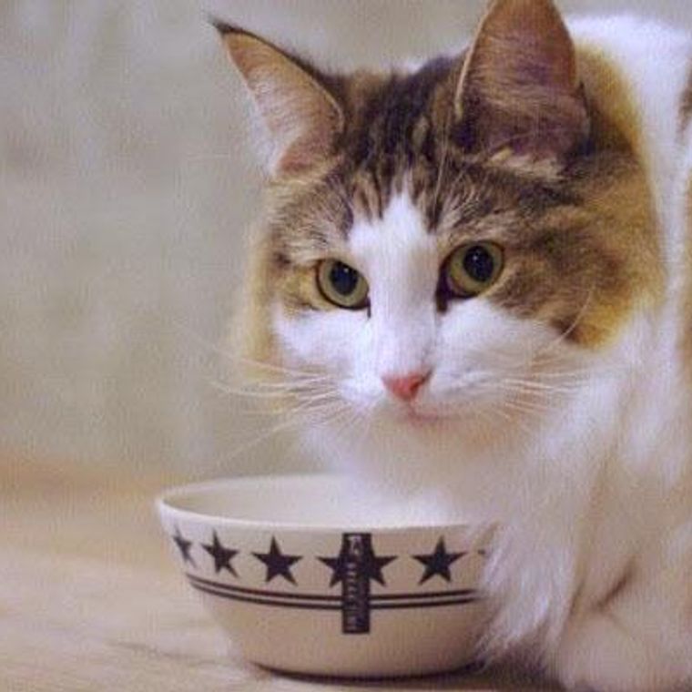 254円 ５５％以上節約 ペティオ 猫用食器 necoco 食べやすい 木目調 陶器食器 ドライフード向き 1個