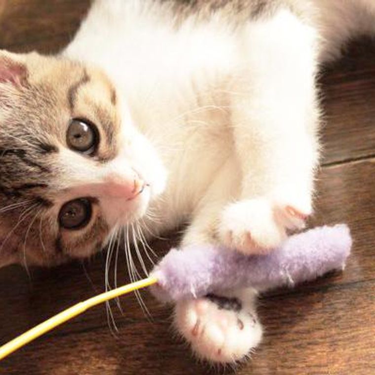 猫のおもちゃおすすめ19選 おしゃれなトンネル ボール ラジコンなどプレゼントにも ペトコト