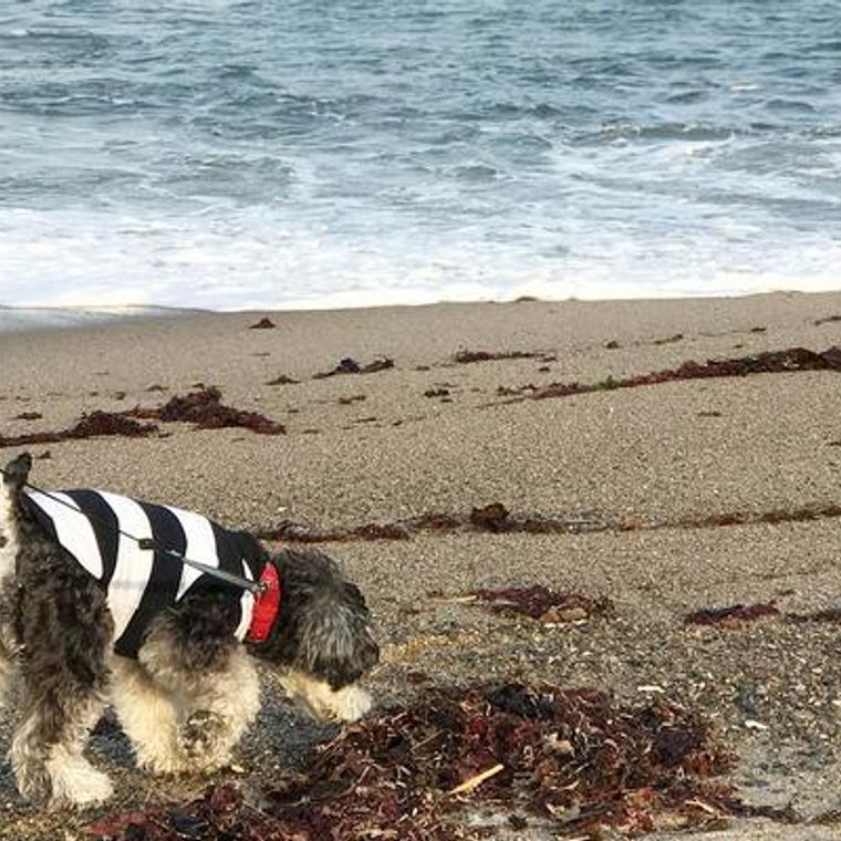 全国の犬と行ける海水浴場 ドッグビーチまとめ 関東 関西などおすすめ選 ペトコト