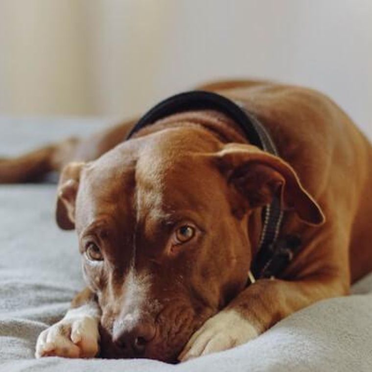 犬のクッシング症候群 原因 症状 検査 診断 治療法 予防法などを獣医師が解説 ペトコト