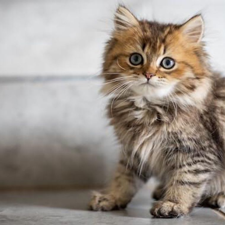 猫もしゃっくりをする？嘔吐の前触れとの違いなどを獣医師が解説 