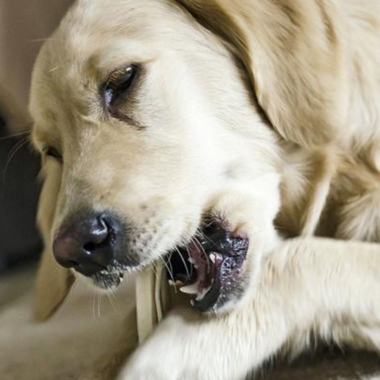 獣医師執筆 犬のガムおすすめ12選 誤飲の危険性や ガムの選び方 与え方もご紹介 ペトコト