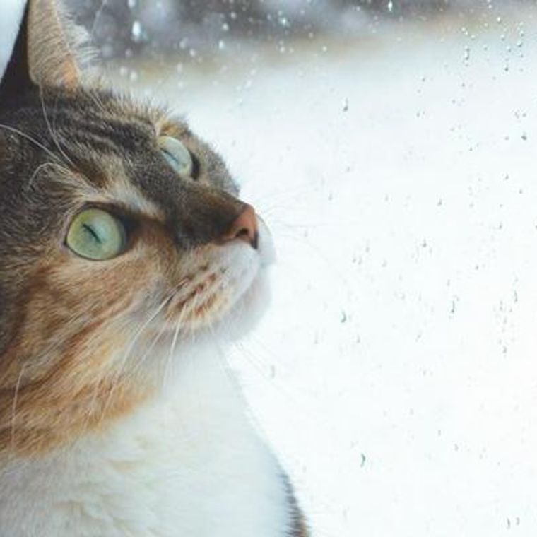 猫は雨が嫌い 雨の日に元気がない よく寝る理由などを紹介 ペトコト