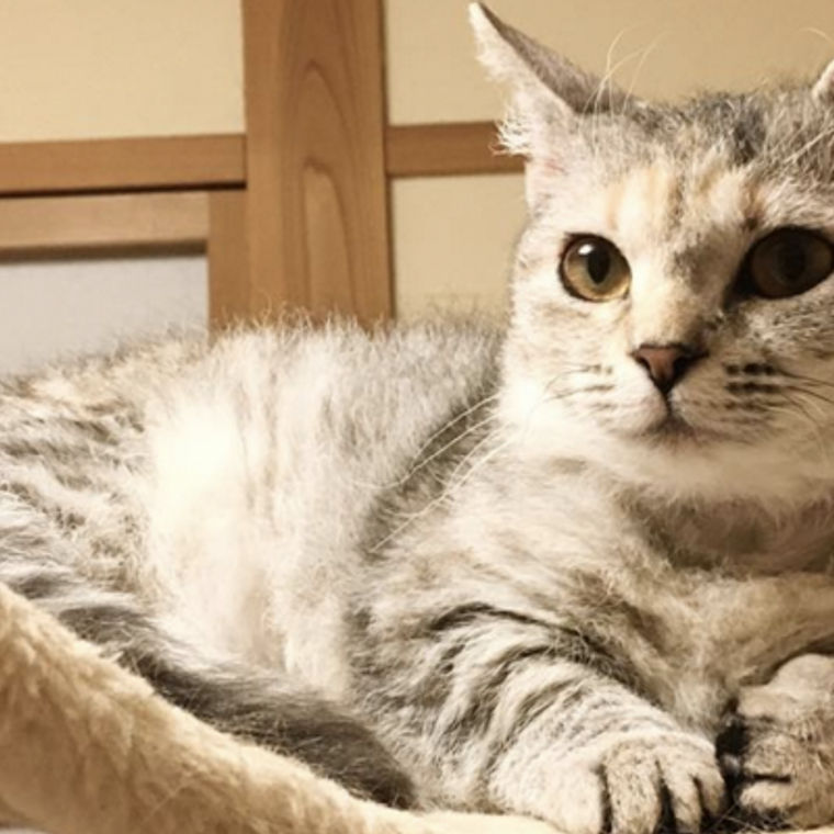 スクークムってどんな猫？性格や寿命、体重、病気などの特徴 