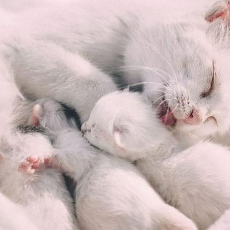 猫にもアルビノっているの 白猫との違いや寿命について解説 ペトコト