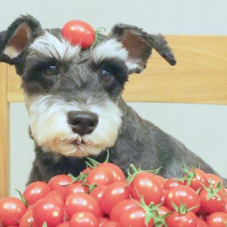 犬はトマトを食べても大丈夫 与え方やアレルギーについて 手作りごはんレシピなど紹介 ペトコト