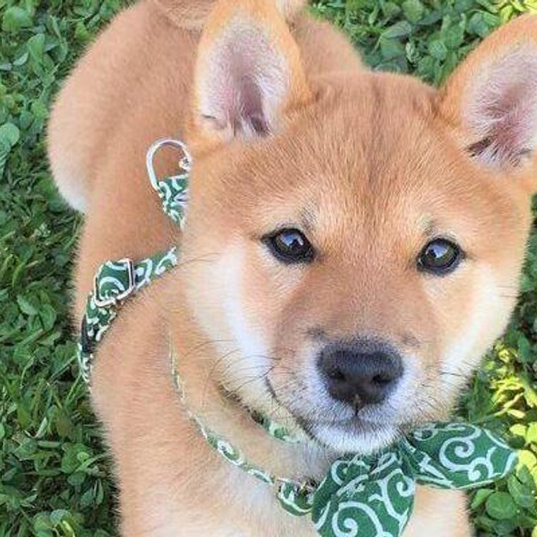 柴犬グッズおすすめ9選 飼い主さん向け プレゼントにも ペトコト