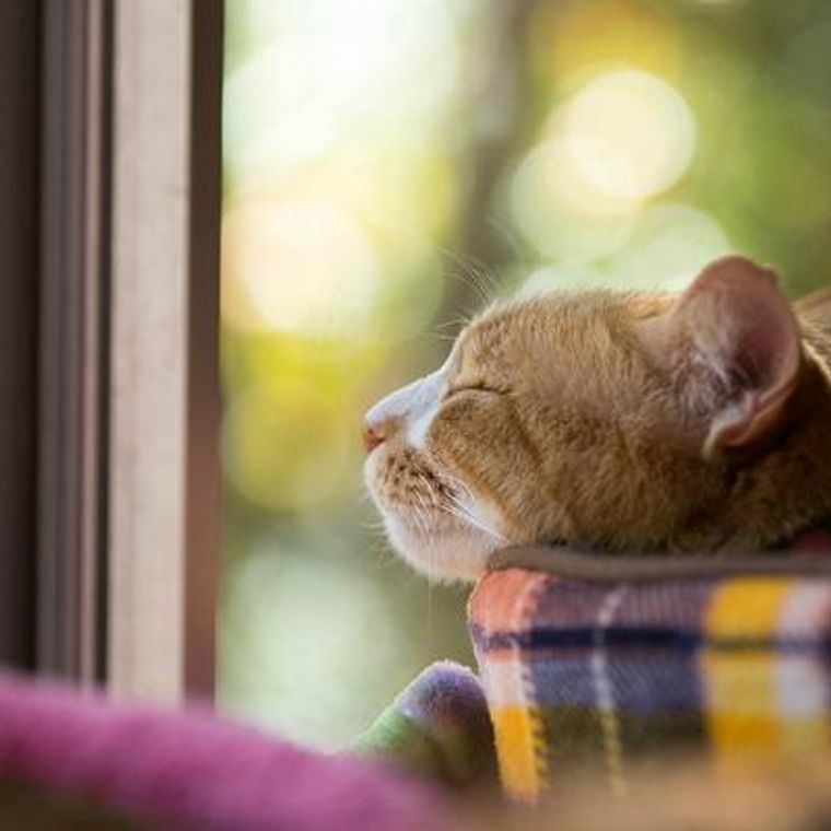 猫に暖房は必要 最適な温度から留守中や乾燥の注意点 おすすめの防寒グッズを紹介 ペトコト