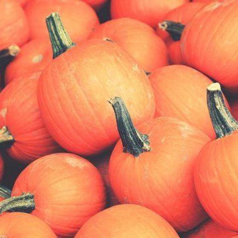 猫はかぼちゃを食べても大丈夫 与えるメリットや方法 注意点を解説 ペトコト