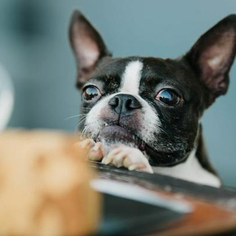 犬用ケーキ8選 人気のケーキや無添加のケーキ 手作りレシピなどを紹介 ペトコト