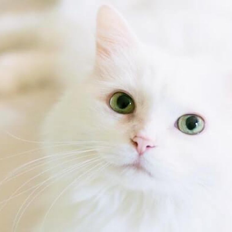 猫の目薬のさし方やコツ 種類などを獣医師が解説 ペトコト