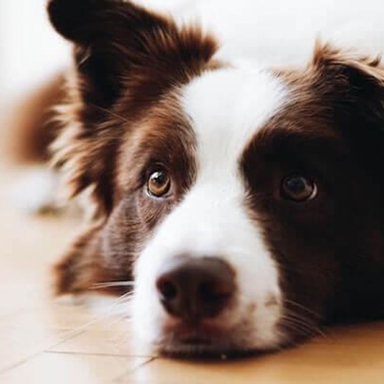犬の粘液便とは？注意したい便の状態や原因などを獣医師が解説 | ペトコト