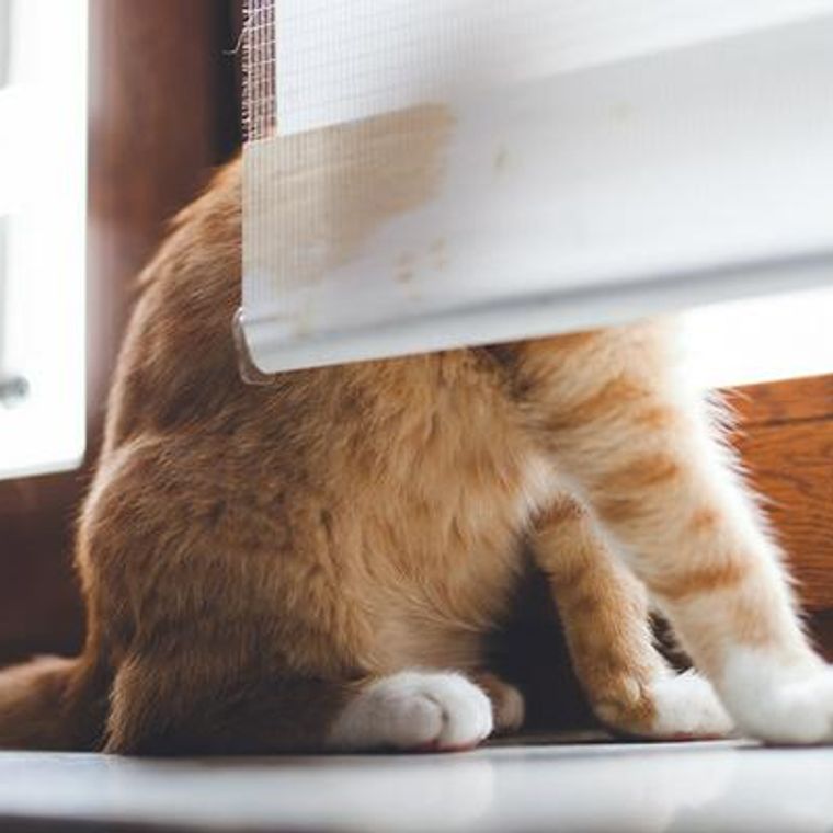 猫の脱走防止策は玄関から ドアや窓 ベランダの対策や手作りdiyまで紹介 ペトコト