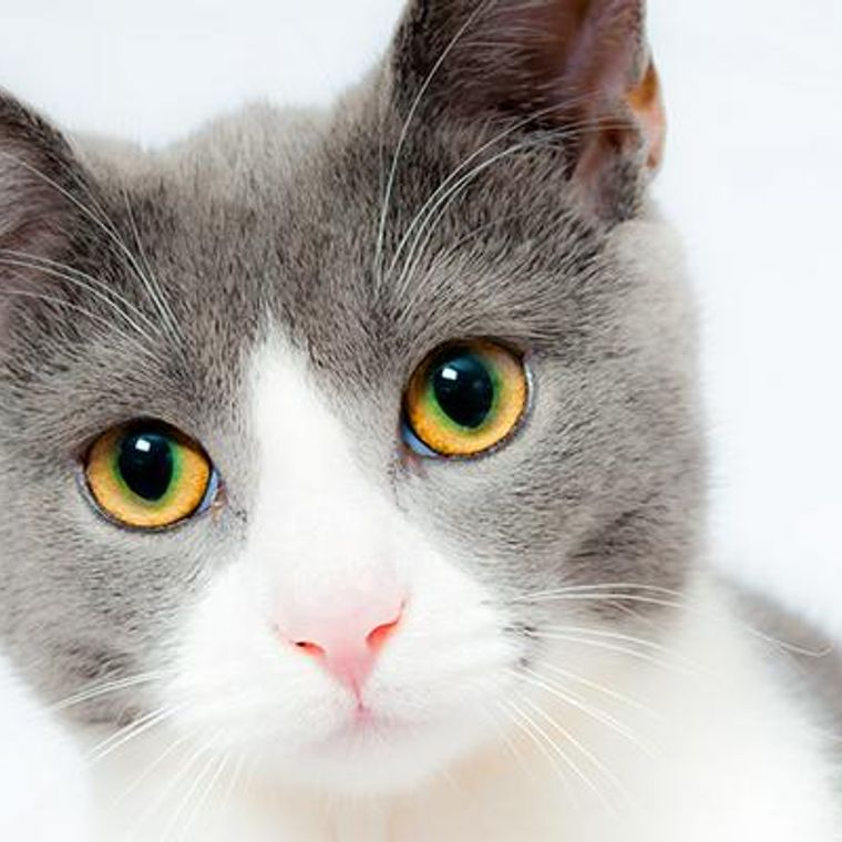 猫の目の色は何種類？目の色が違う理由や性格、病気の疑いについて解説 