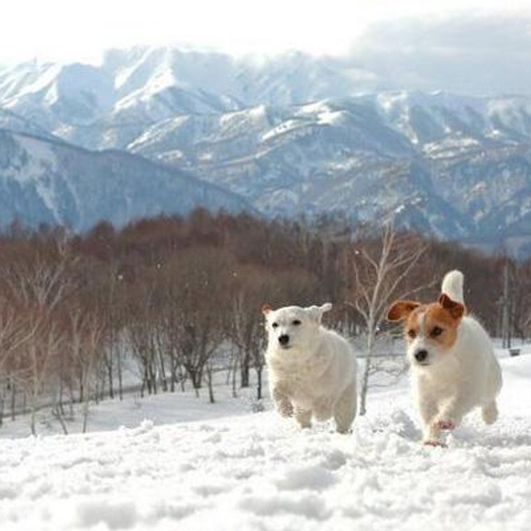 愛犬と雪遊びを楽しもう 注意点 防雪対策の服や靴 関東 関西の雪遊びスポットを紹介 ペトコト