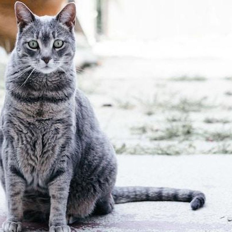 猫の正常 異常な耳垢とは 耳掃除の必要性など獣医師が解説 ペトコト