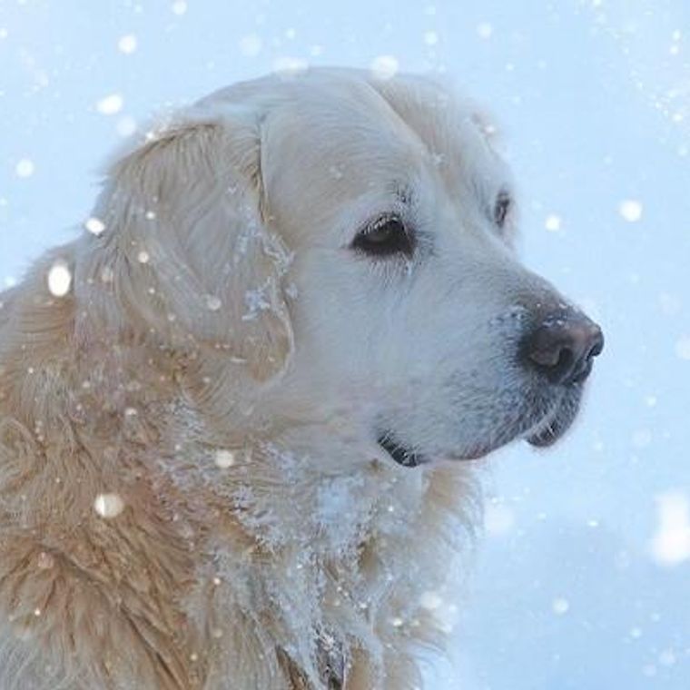 冬でも愛犬の散歩は必要 服や靴などの防寒対策や注意点を紹介 ペトコト