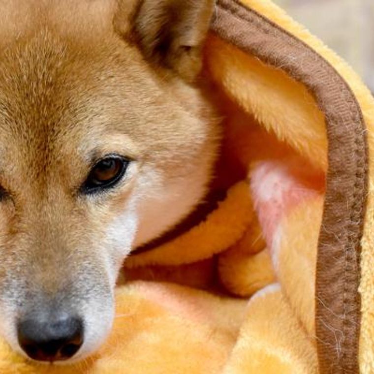 柴犬は寒さに強いって本当 寒がるサインを見逃さず対策を ペトコト