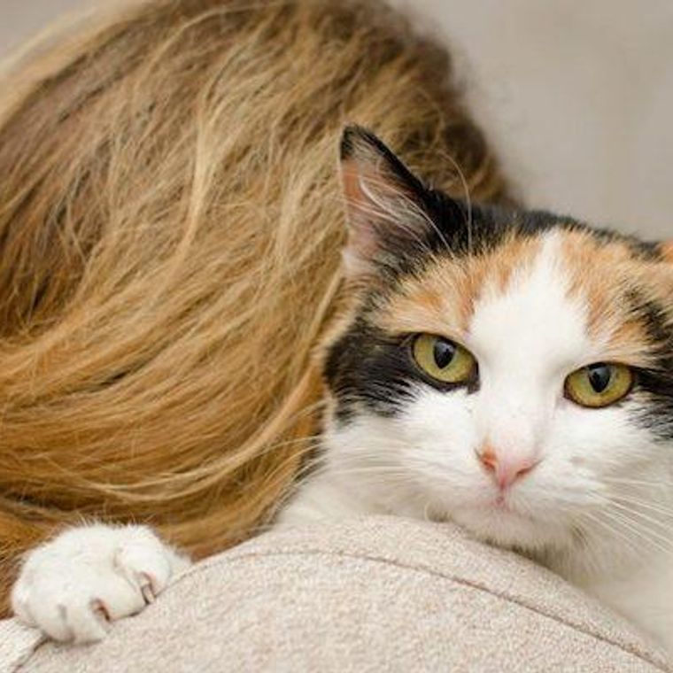 猫が髪の毛を噛んだり舐めるのはなぜ 誤飲をして吐いた場合の対処法も解説 ペトコト