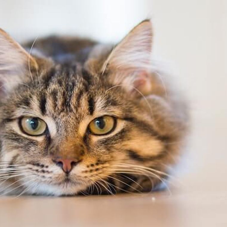 猫の血液検査｜検査概要・頻度・費用・結果の見方などを獣医師が解説 