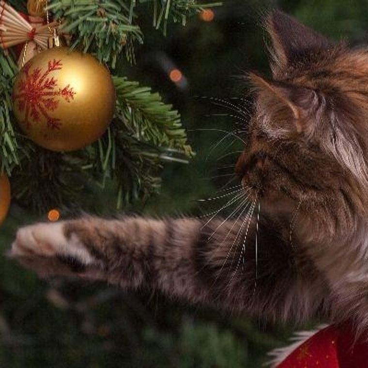 愛猫とのクリスマスはツリーに注意 猫用ケーキやプレゼントで思い出に残る記念日を ペトコト