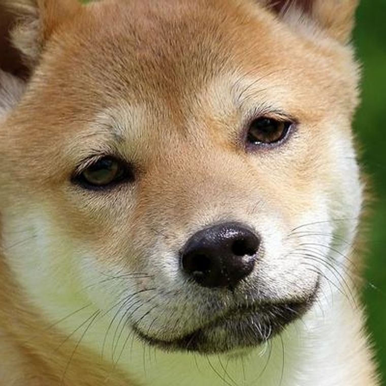 柴犬のキツネ顔とタヌキ顔とは 顔の見分け方や特徴をイラストで解説 ペトコト