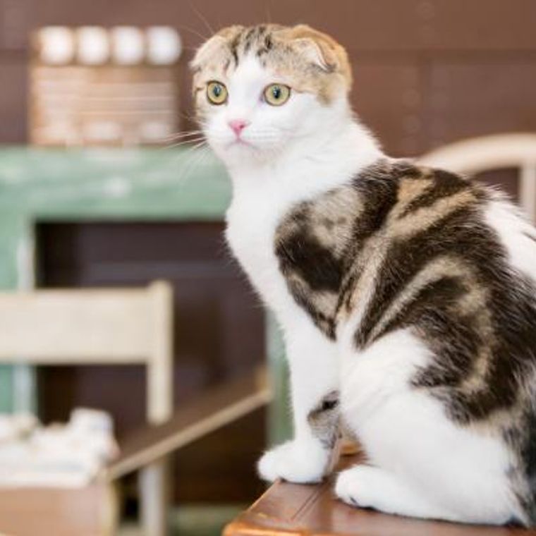 猫とマンションで快適に暮らそう 飼い方のポイントや注意点を紹介 ペトコト