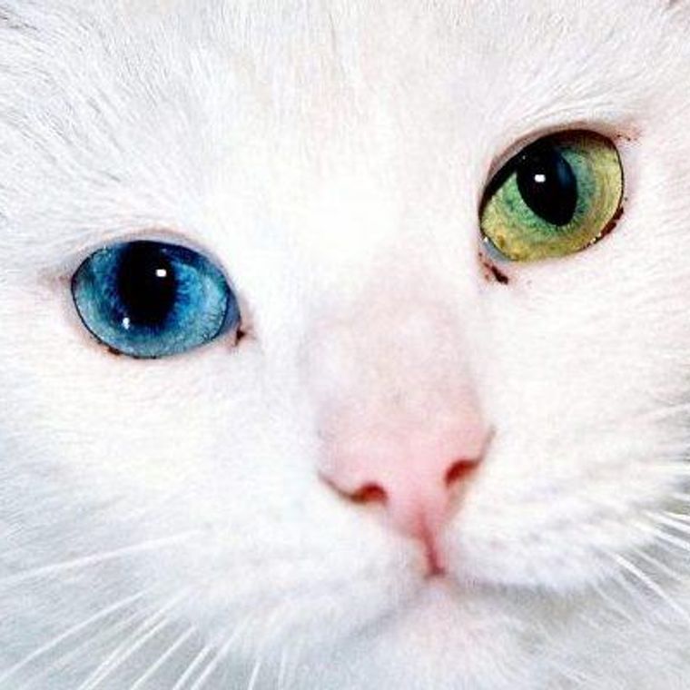 猫は幸運を呼び寄せる かぎしっぽやオッドアイなど 色や特徴別に解説 ペトコト