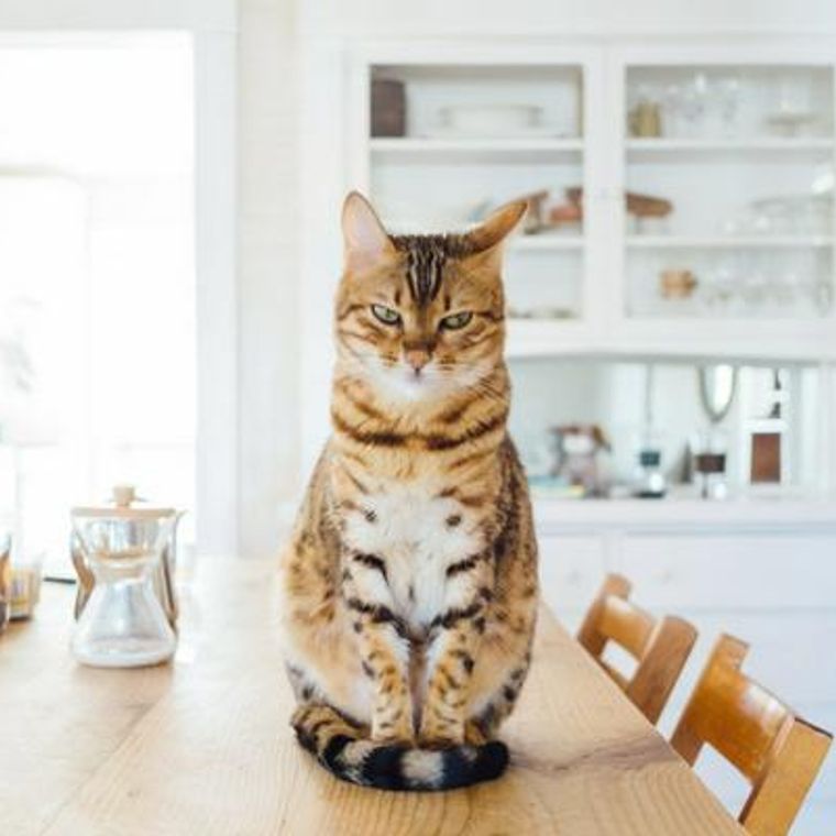 猫がテーブルの上に乗る3つの理由 乗らないようにするしつけ対策も解説 ペトコト