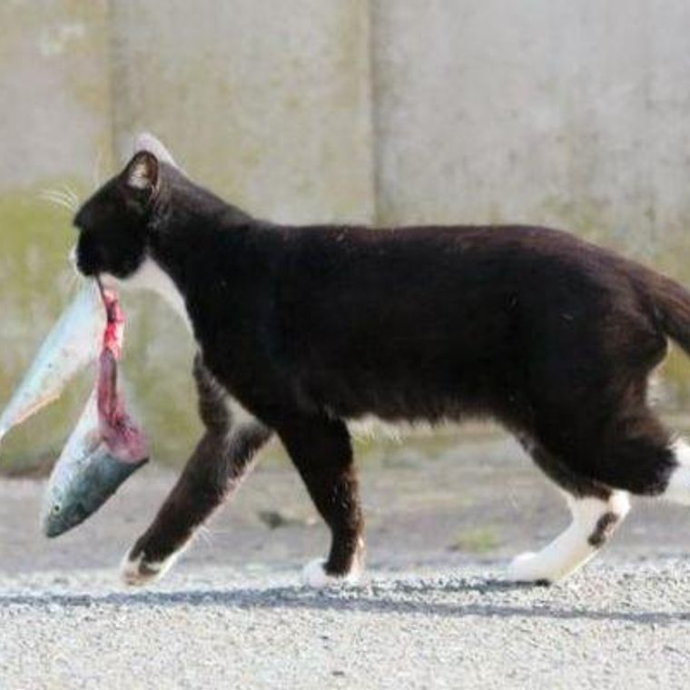 猫は魚の骨を食べても大丈夫 飲み込んだ場合の危険性や対処法 ペトコト