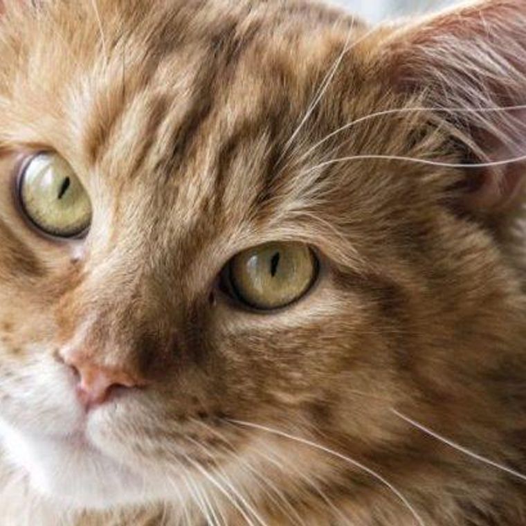 猫が首をかしげる7つの理由とは 隠された気持ちや病気の可能性を解説 ペトコト