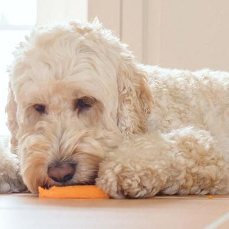 犬はにんじんを食べても大丈夫 アレルギーなど注意点や手作りレシピまで紹介 ペトコト