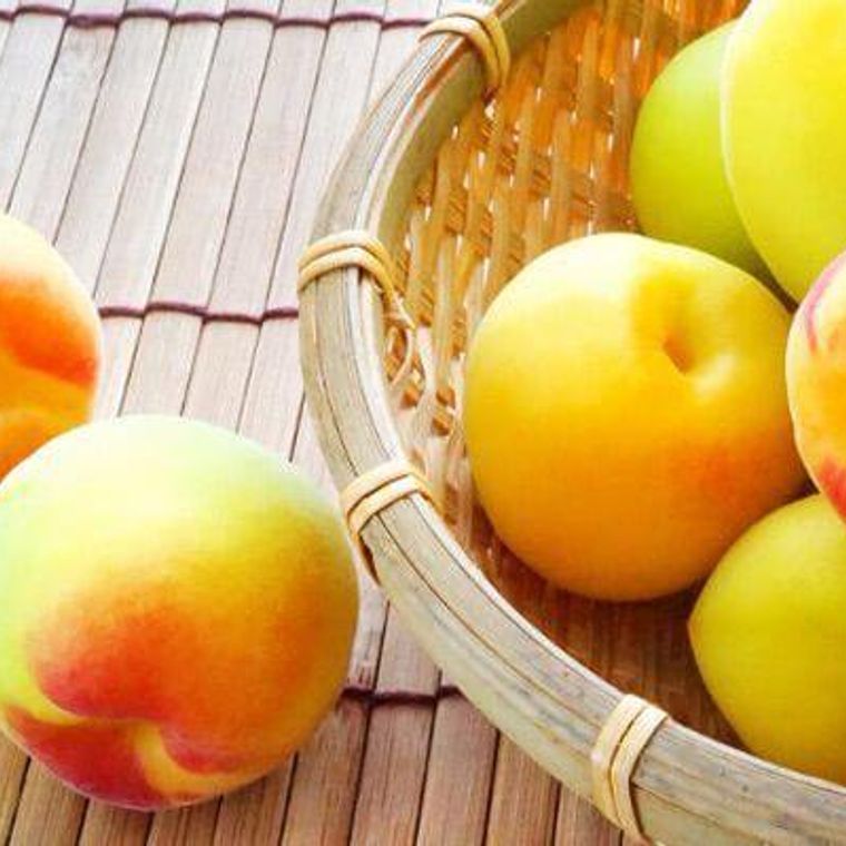 猫は梅を食べても大丈夫？生梅や梅の種には中毒成分も  ペトコト