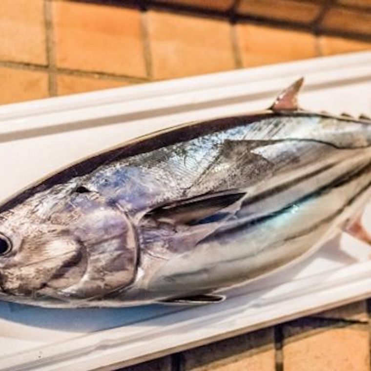 猫はカツオを食べても大丈夫 アレルギーやかつおぶしのあげすぎには要注意 ペトコト