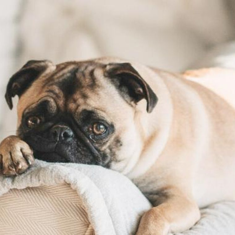 19最新版 世界の人気犬種ランキングを発表 日本やアメリカ イギリスなど ペトコト