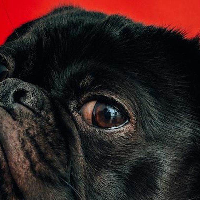 赤い が の 犬 目 犬の眼瞼炎、目の周りが腫れている、赤い (獣医眼科専門外来）