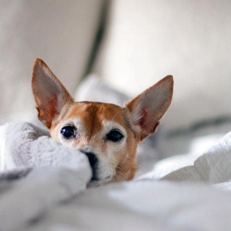 犬が痩せる場合の原因とは 考えられる病気や対策を獣医師が解説 ペトコト