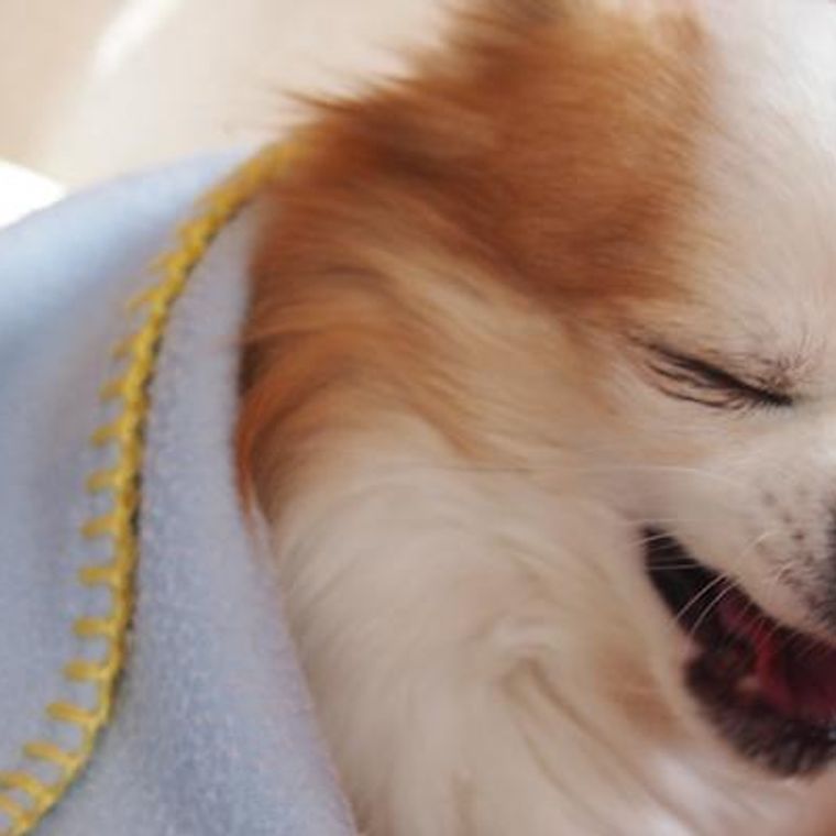 獣医師解説 犬のくしゃみが止まらない理由は 考えられる原因や病気のリスク 対処法 ペトコト