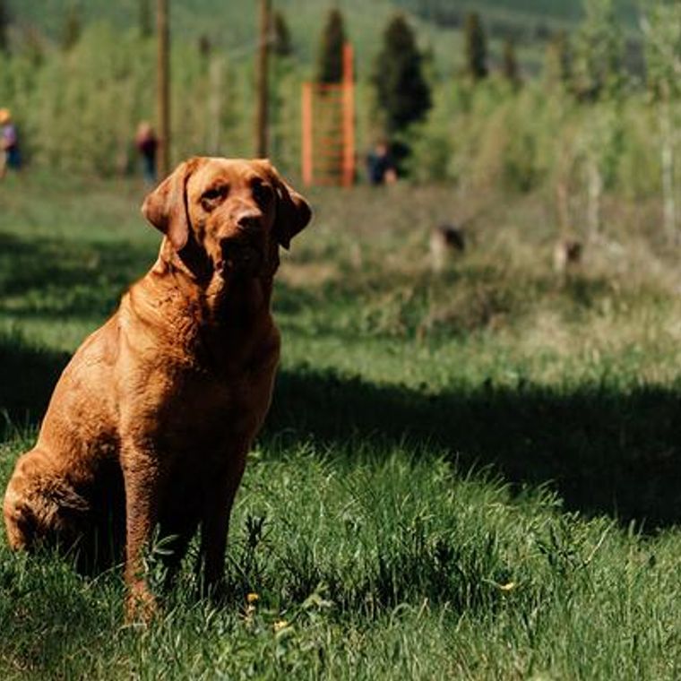 関西の犬okキャンプ場おすすめ14選 犬連れでコテージ泊や川遊びを楽しもう ペトコト