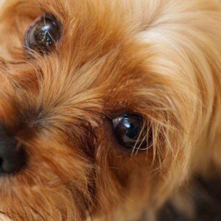 犬の片目がおかしい 考えられる原因やすべき対応を獣医師が解説 ペトコト