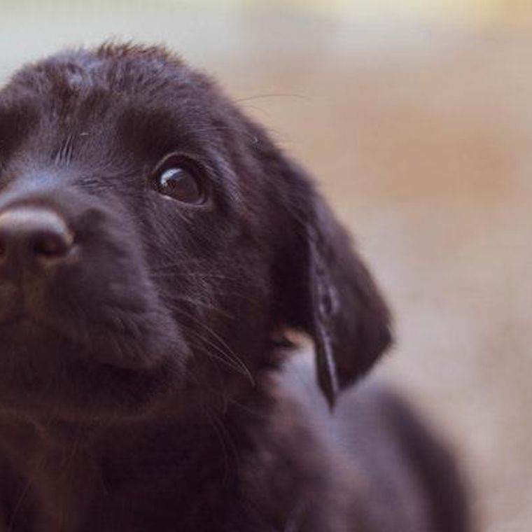 獣医師監修 犬が前足や後ろ足などをふらつくのは病気 症状別に考えられる原因や対処法を解説 ペトコト