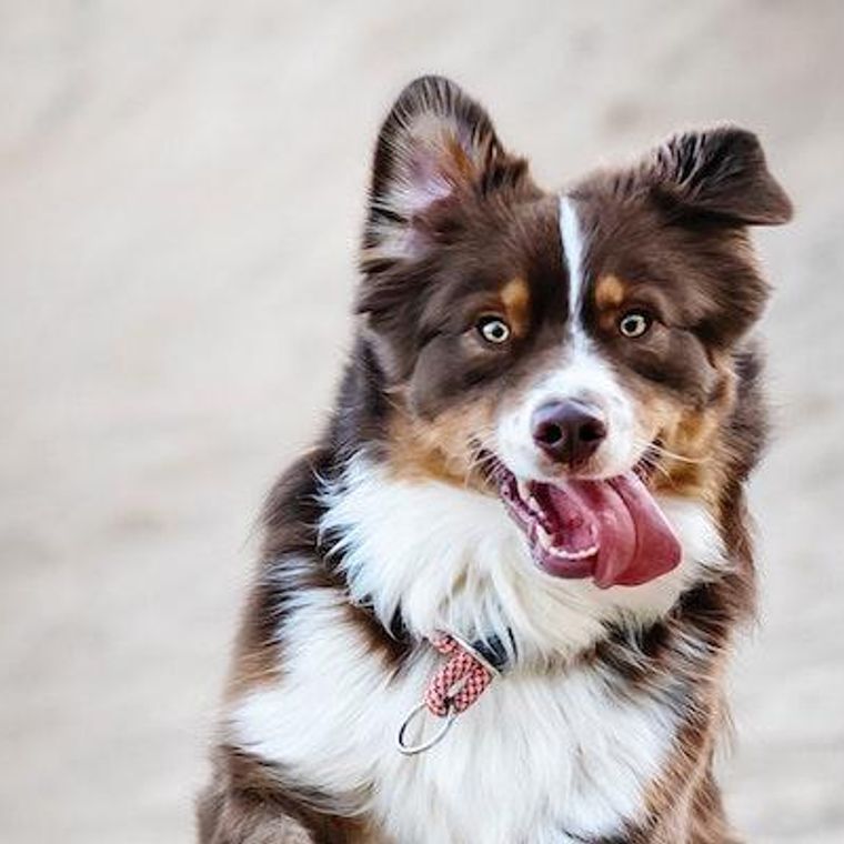 犬が食欲旺盛なときの注意点は 病気のリスクから子犬 シニア犬への対策まで獣医師が解説 ペトコト