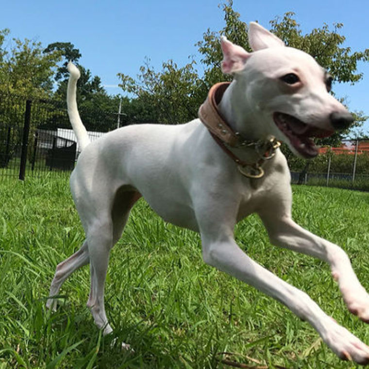 滋賀県のおすすめドッグラン 無料や貸切 カフェ コテージ併設も ペトコト