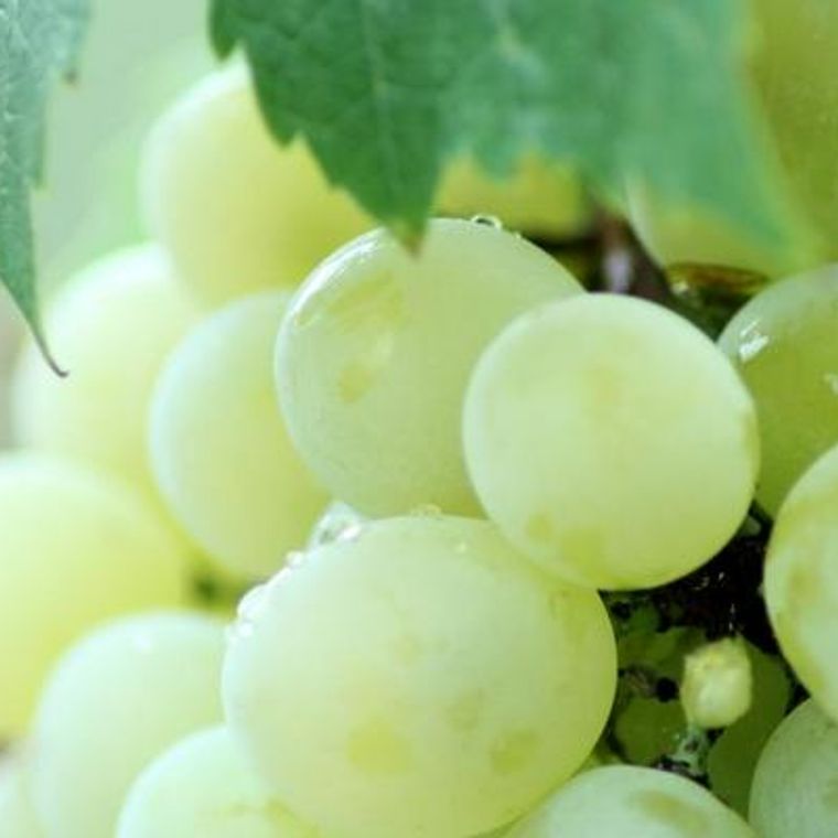 犬にマスカットを与えるのはng ダメな理由を解説 ペトコト