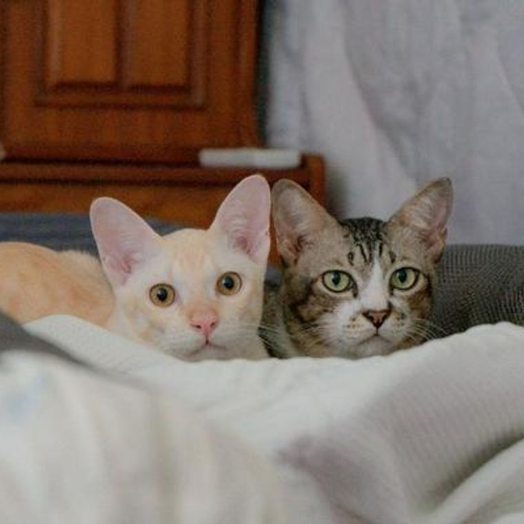 猫のオスとメスの見分け方 顔などから見分ける方法や子猫など年齢別の方法を紹介 ペトコト
